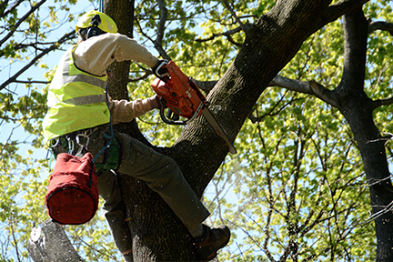 tree_pruning_thumb