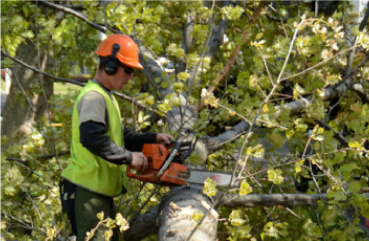 tree_removal