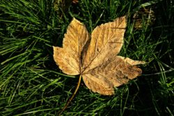 mulching leaves