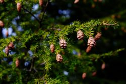 hemlock tree