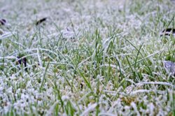 frosty-lawn