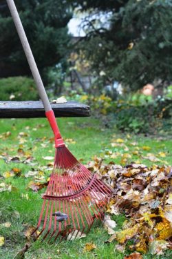 rake debris