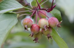 crab apple tree