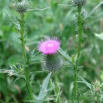 bull thistle