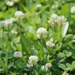 white clover