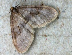 winter moth