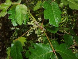 poison oak